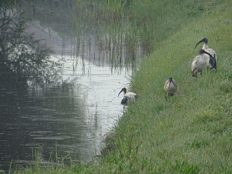 Trheskiornis aethiopicus (Ibis sacro)